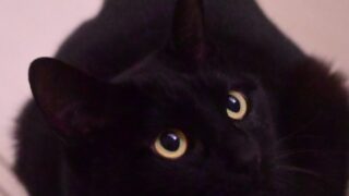 デフォルトサムネイル